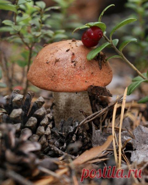 Избранное | Фотографии Елена Жёлтышева | 75 фото