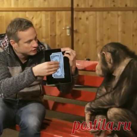 Этому шимпанзе показали фокус с планшетом. Его реакция бесподобна! - МирТесен