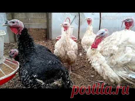 Как вырастить индюка без проблем. Мысли вслух.