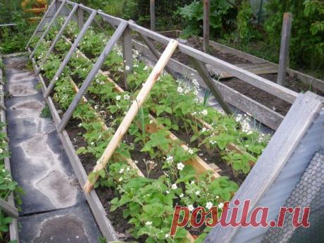 Клубничное раздолье! Посади грядку новым способом и ты узнаешь, что такое урожай!