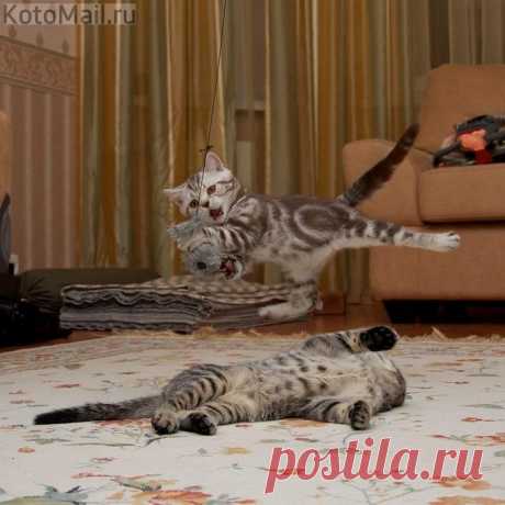 А ну-ка , давай-ка , прыгать как я!