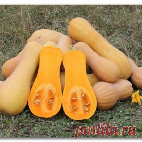 Чудный сорт тыквы