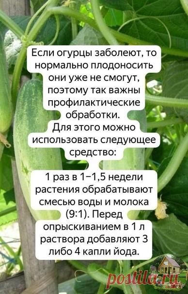 Знаю такой рецепт ,и это действительно правда 3 год так делаю