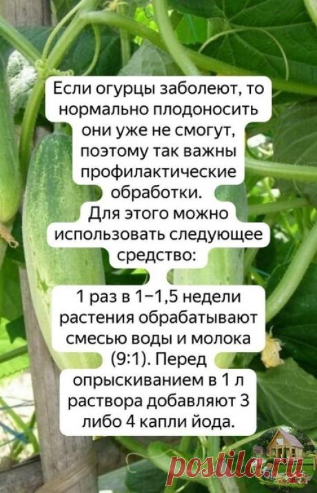 Знаю такой рецепт ,и это действительно правда 3 год так делаю