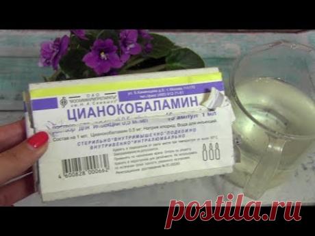 Как заставить цвести фиалку