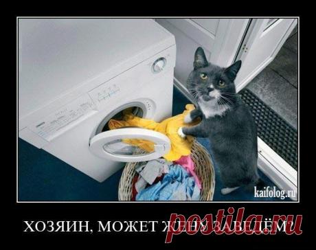 умный кот