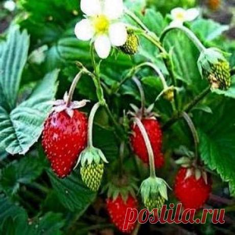 САЖАЕМ ЗЕМЛЯНИКУ | ДОМАШНИЙ ОЧАГ