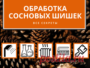 Мастер-класс : Обработка сосновых шишек: все секреты | Журнал Ярмарки Мастеров Обработка сосновых шишек: все секреты – бесплатный мастер-класс по теме: Заготовки из природных материалов ✓Своими руками ✓Пошагово ✓С фото