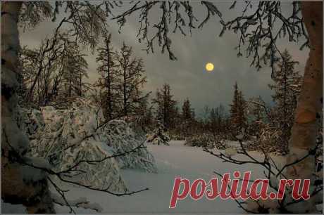 Сказка зимнего леса.