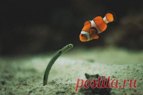 Невероятные моменты дикой природы / Питомцы