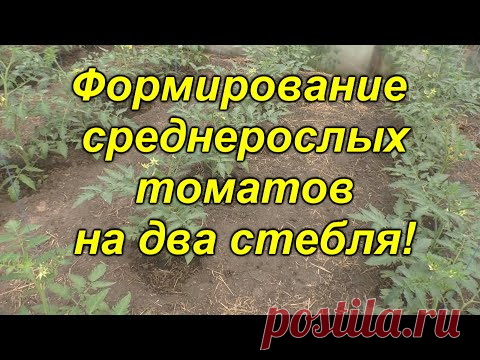 Как сформировать среднерослые томаты (первый шаг)