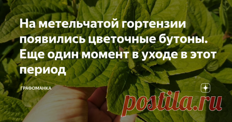 На метельчатой гортензии появились цветочные бутоны. Еще один момент в уходе в этот период На моем канале уже есть статья о весенней обрезке метельчатой гортензии. Сейчас гортензия подросла. Выросло очень много побегов. Куст густой, пушистый. На побегах уже появились цветочные бутоны.
В это время я провожу еще одну, дополнительную, обрезку - удаляю лишние побеги.
Для чего нужна дополнительная обрезка молодых побегов? Чтобы немного проредить