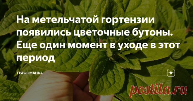 На метельчатой гортензии появились цветочные бутоны. Еще один момент в уходе в этот период На моем канале уже есть статья о весенней обрезке метельчатой гортензии. Сейчас гортензия подросла. Выросло очень много побегов. Куст густой, пушистый. На побегах уже появились цветочные бутоны.
В это время я провожу еще одну, дополнительную, обрезку - удаляю лишние побеги.
Для чего нужна дополнительная обрезка молодых побегов? Чтобы немного проредить