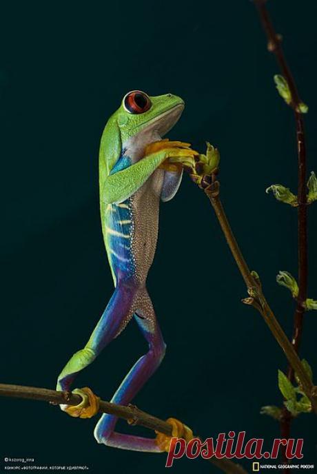 Квакша красноглазая на охоте