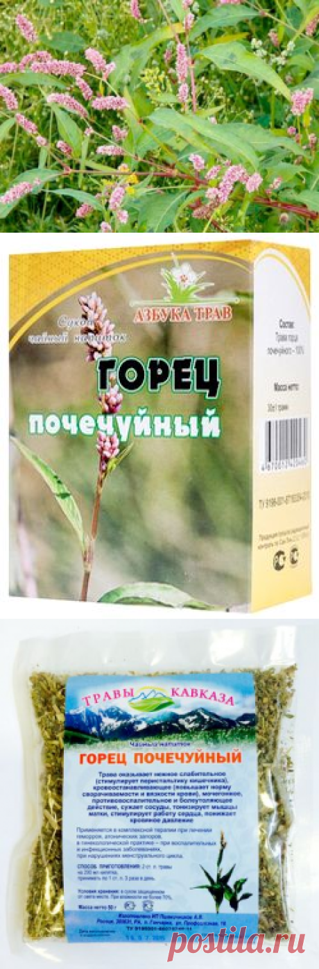Горец почечуйный - полезные свойства и противопоказания.
