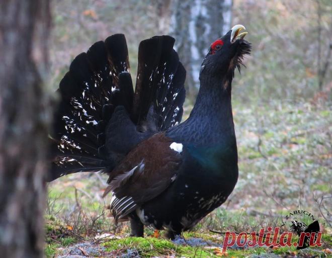 Глухари токуют в глухомани...