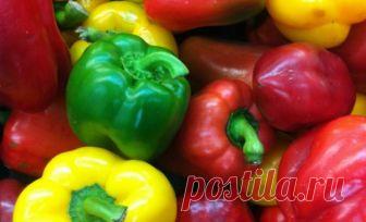 Сорта перца сладкого толстостенного для открытого грунта - подробный обзор! Узнай все про Сорта перца сладкого толстостенного для открытого грунта. Как выбрать и вырастить перец. Информация о сортах. Фото + видео.