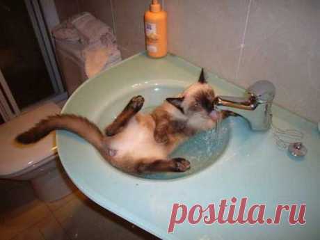 Наливаю коту чистую воду в мисочку. Мой кот: