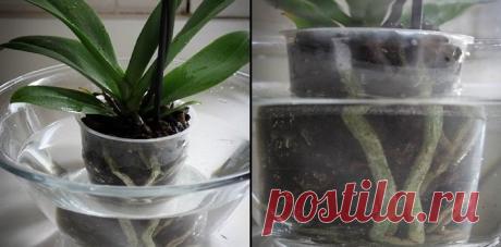 ЧЕСНОЧНОЕ ЛАКОМСТВО ДЛЯ ОРХИДЕЙ: ОБИЛЬНОЕ ЦВЕТЕНИЕ ГАРАНТИРОВАНО – В РИТМЕ ЖИЗНИ