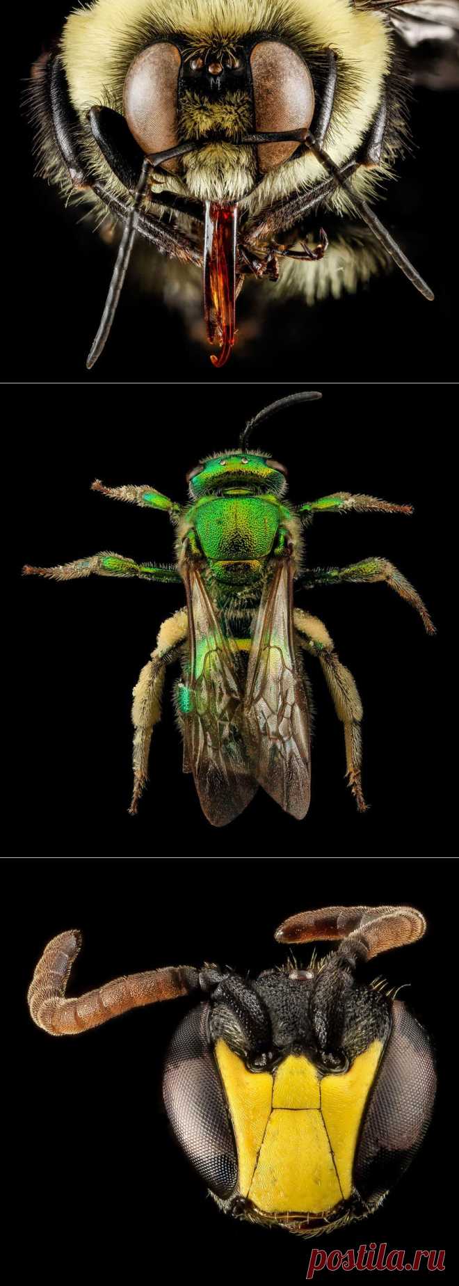» Портреты пчел в деталях Это интересно!