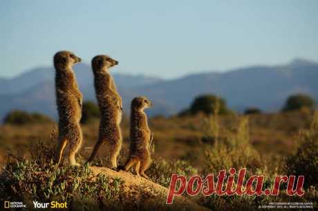 25 лучших снимков National Geographic 2015