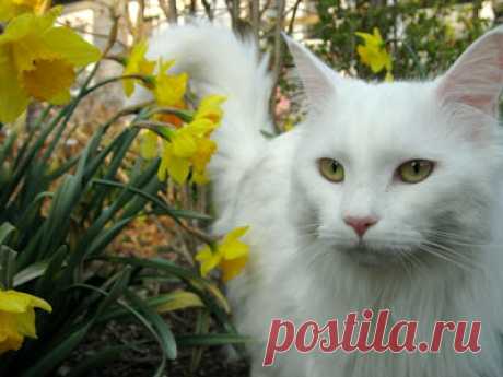Cute&Cool Pets 4U: Кошки мейн-куны