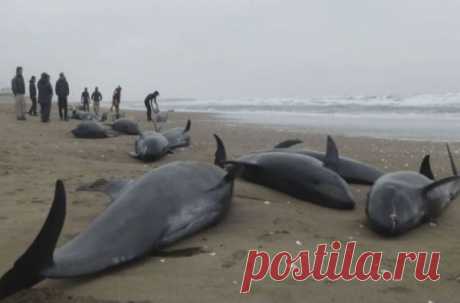 Dead Dolphins In Fukushima Stranding Found With White Radiated Lungs | Neon Nettle