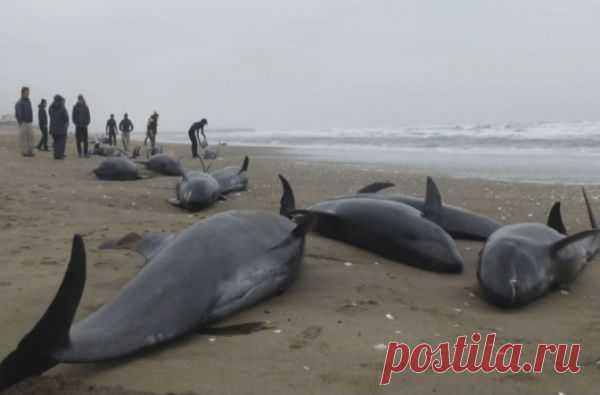 Dead Dolphins In Fukushima Stranding Found With White Radiated Lungs | Neon Nettle