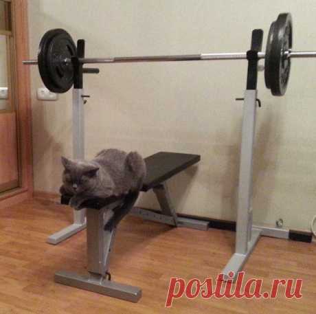 Атлет / Спорт Сильных!