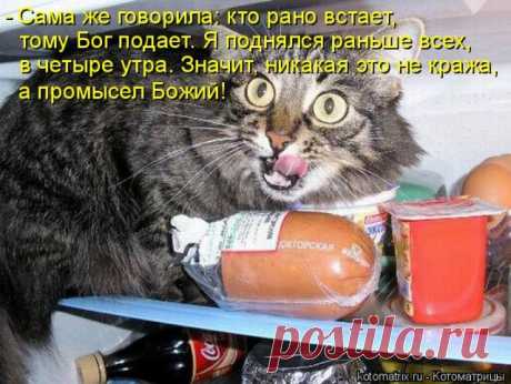 Лучшие котоматрицы недели (50 фото) Классные картинки от сайта Котоматрица.

















































