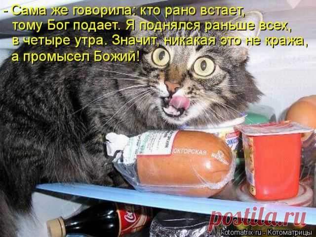 Лучшие котоматрицы недели (50 фото) Классные картинки от сайта Котоматрица.

















































