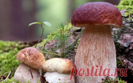 Немного о грибах