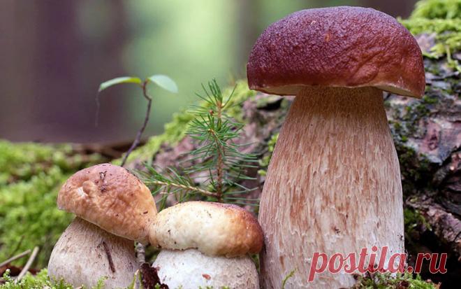 Немного о грибах