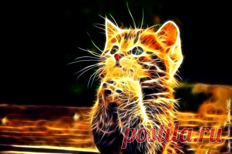ЦВЕТ ВАШЕЙ КОШКИ МОЖЕТ ИЗМЕНИТЬ СУДЬБУ.. 
Кошка — одно из самых магических животных на земле. 
Не для кого ни секрет, что кошки и котята бывают самых разнообразных окрасок. 
Но многие не знают, что цвет кошки несет сильное влияние на человек…