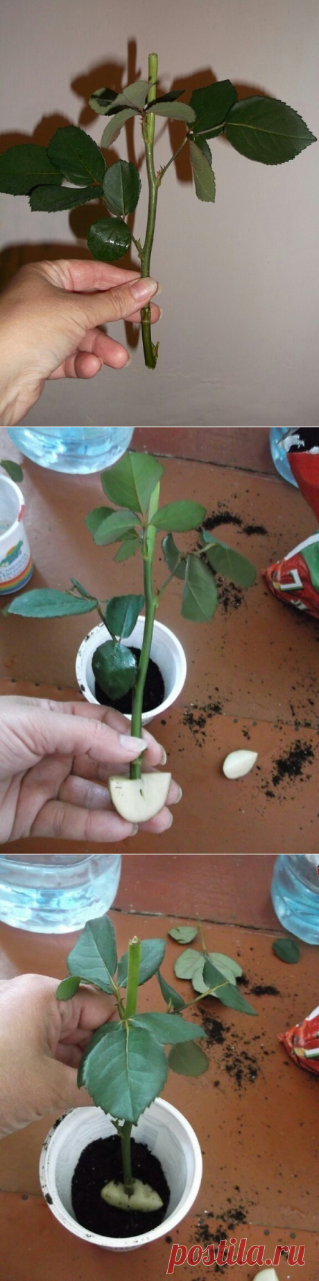 укоренение розы