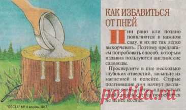Как избавиться от пней