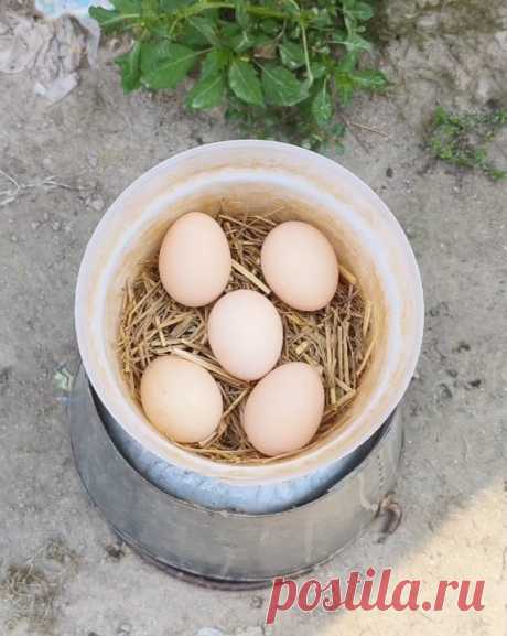 How to hatch eggs at home without incubator // Incubator plastic box help sunlight 100% result