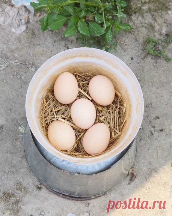 How to hatch eggs at home without incubator // Incubator plastic box help sunlight 100% result