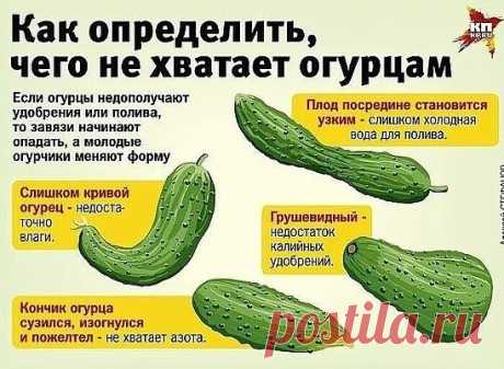 Чего не хватает огурцу? Шпаргалка .