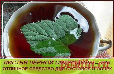 Каждый год заготавливаю смородиновые листья — это отличное лекарство для 
почек и суставов. Ни ревматизма, ни подагры не будет!