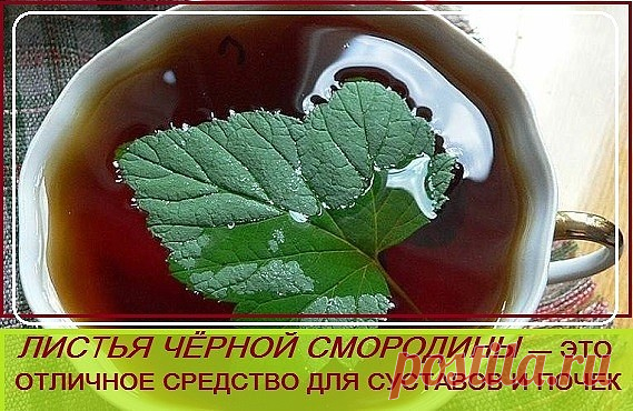Каждый год заготавливаю смородиновые листья — это отличное лекарство для 
почек и суставов. Ни ревматизма, ни подагры не будет!