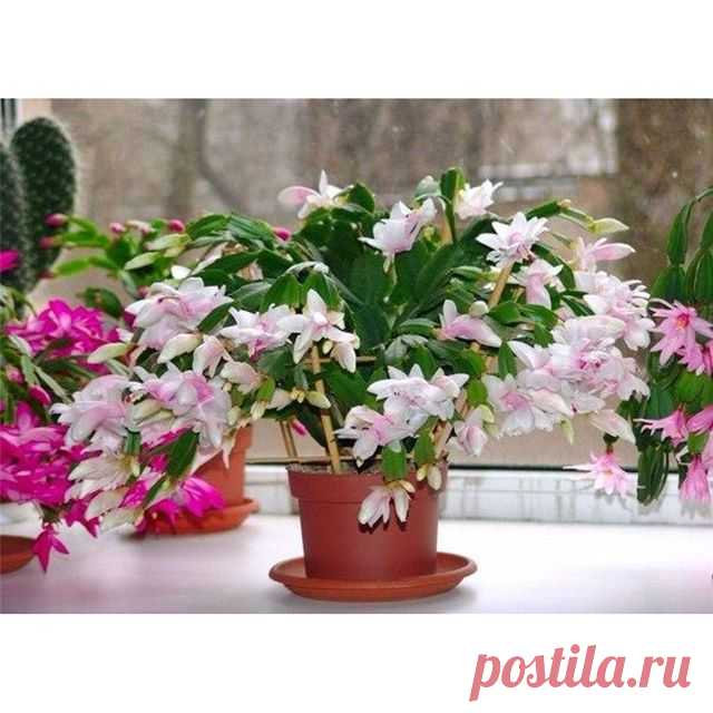 КАСТОРОВОЕ МАСЛО ДЛЯ ПЫШНОГО И ЯРКОГО ЦВЕТЕНИЯ