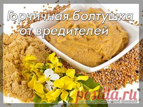 Горчичная болтушка от вредителей

Бесчисленное количество всяких вредителей постоянно атакуют наш огород. Это и тля, и гусеницы, муравьи, проволочник и многие другие, которые давно облюбовали наши с вами посадки.

Именно из-за них чаще всего растения начинают начинают болеть и приносят меньше урожая. Поэтому сегодня я поделюсь с вами своим простым средством, которое поможет вам в этой борьбе.

Для начала стоит уточнить, что в магазинах продаётся много-много различной химии...