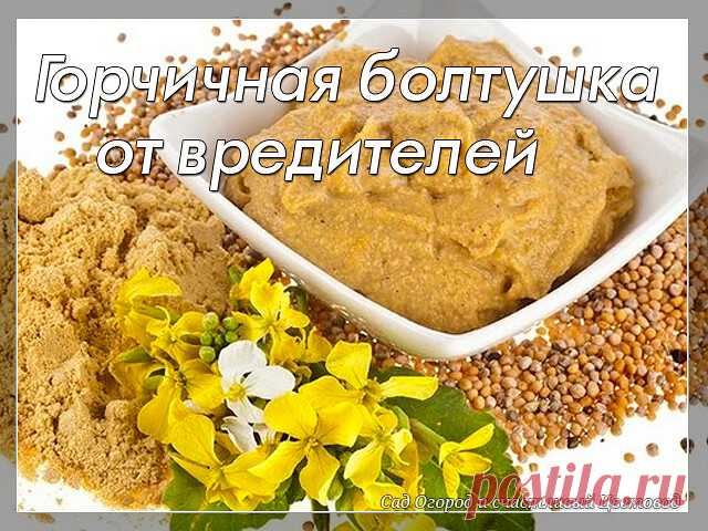 Горчичная болтушка от вредителей

Бесчисленное количество всяких вредителей постоянно атакуют наш огород. Это и тля, и гусеницы, муравьи, проволочник и многие другие, которые давно облюбовали наши с вами посадки.

Именно из-за них чаще всего растения начинают начинают болеть и приносят меньше урожая. Поэтому сегодня я поделюсь с вами своим простым средством, которое поможет вам в этой борьбе.

Для начала стоит уточнить, что в магазинах продаётся много-много различной химии...