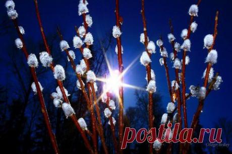 КУДА ДЕВАТЬ ВЕРБУ ПОСЛЕ ВЕРБНОГО ВОСКРЕСЕНИЯ? | Давай поговорим