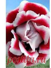 пеларгония на балконе - Поиск в Google