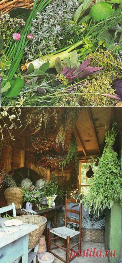 Пряные травы на даче