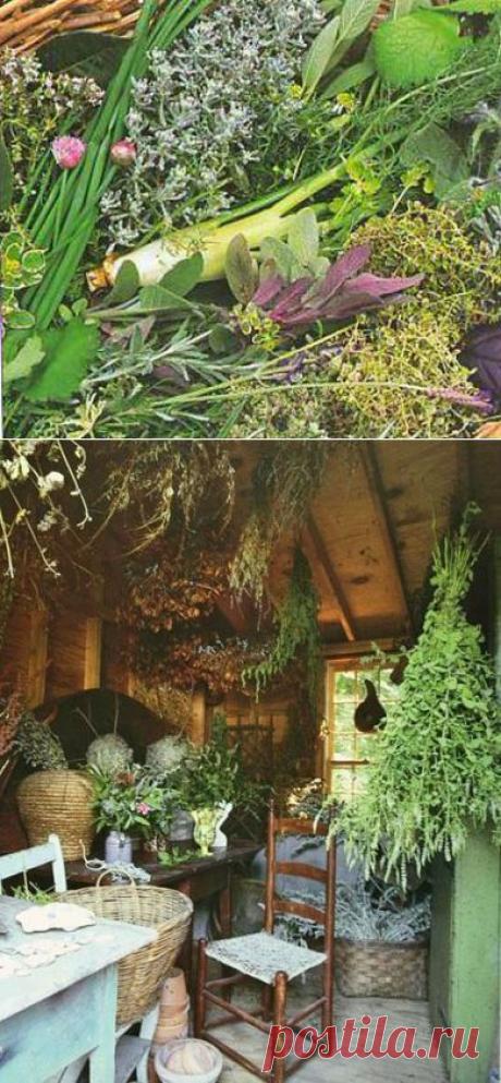 Пряные травы на даче