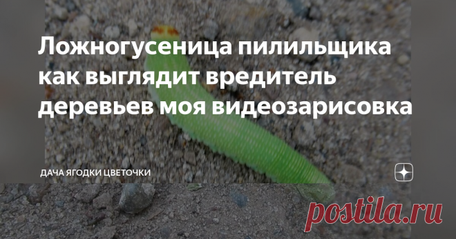 Ложногусеница пилильщика как выглядит вредитель деревьев моя видеозарисовка