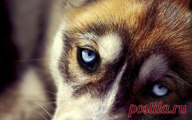 Дневник bremer